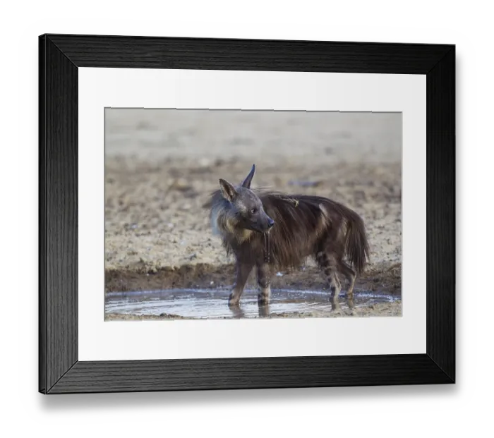 Framed Print : brown hyena (Hyaena brunnea) at a waterhole Framed Print : brown hyena (Hyaena brunnea) at a waterhole
