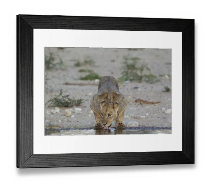 Framed Print : Lioness (Panthera leo), female