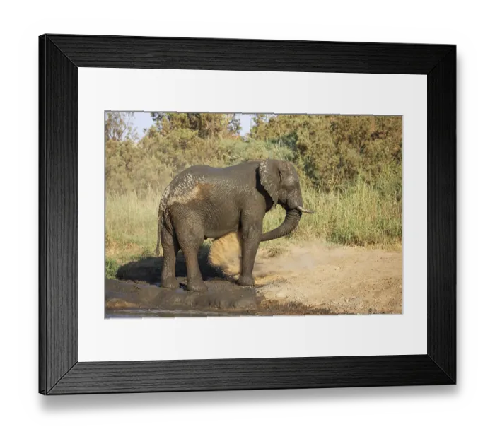 Framed Print : African Elephant (Loxodonta africana)