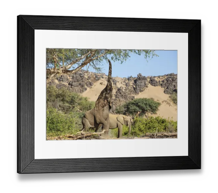 Framed Print : African Elephant (Loxodonta africana)