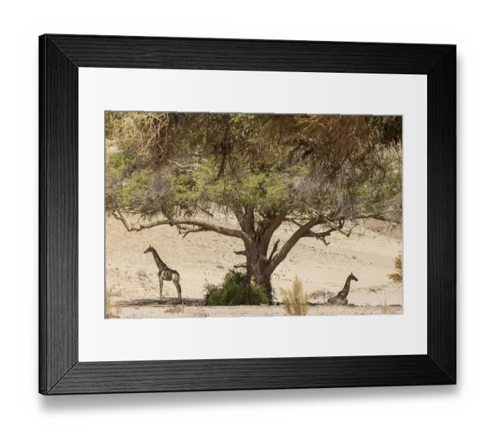 Framed Print : Angolan Giraffe (Giraffa giraffa angolensis)