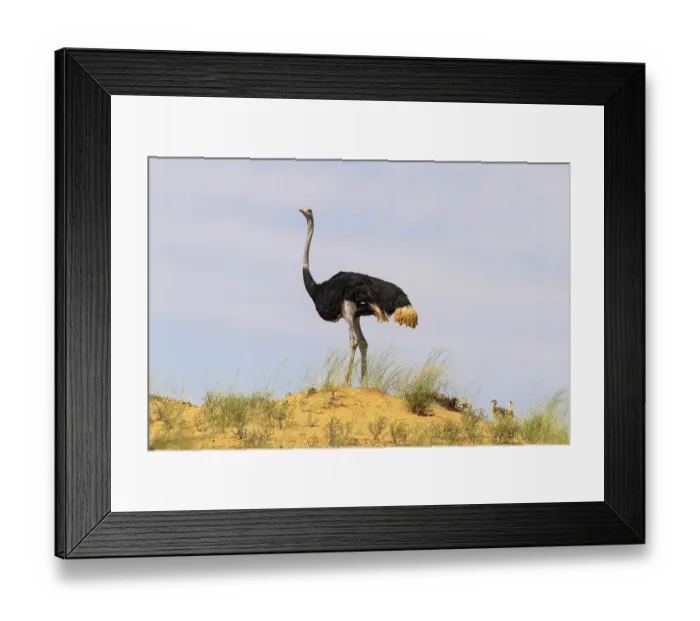 Framed Print : Ostrich (Struthio camelus). Male and two chicks on the ridge of a grass-grown sand dune