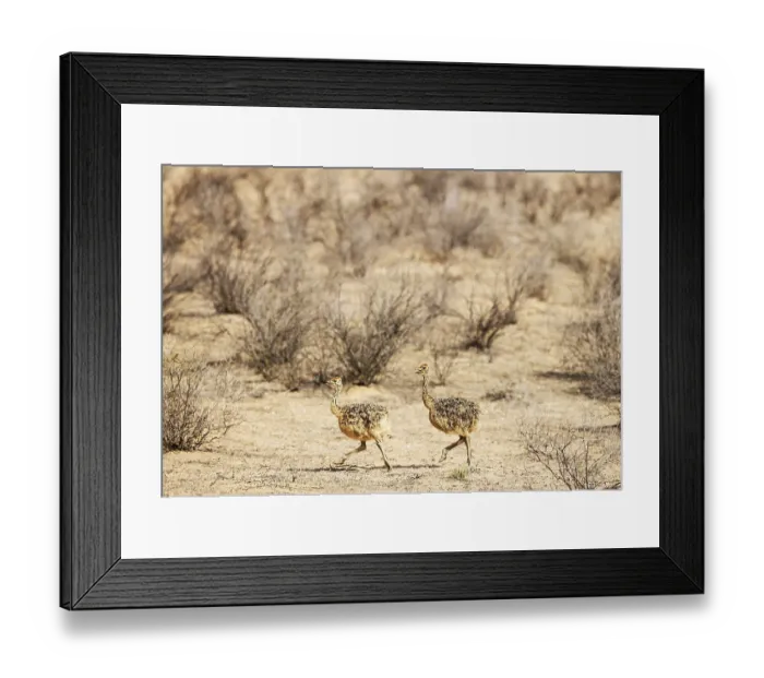 Framed Print : Ostrich (Struthio camelus). Two chicks Framed Print : Ostrich (Struthio camelus). Two chicks