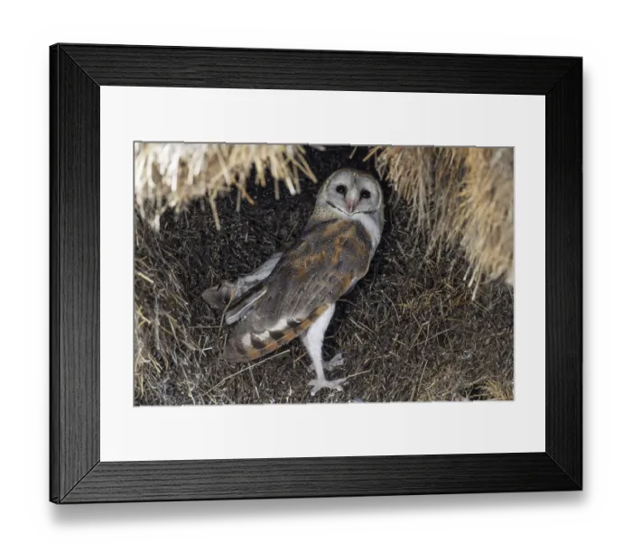 Framed Print : Barn Owl (Tyto alba). At its nest