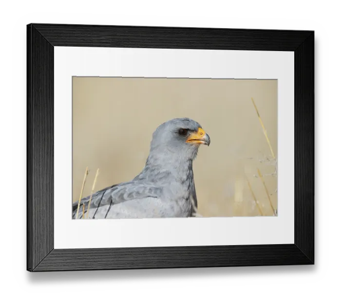 Framed Print : Pale-chanting Goshawk (Melierax canorus)