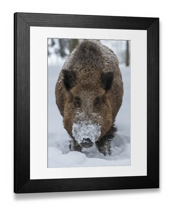Framed Print : Wild boar (Sus scrofa) in snow Framed Print : Wild boar (Sus scrofa) in snow