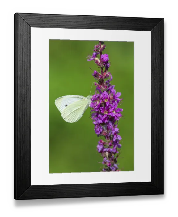 Framed Print : Cabbage butterfly (Pieris brassicae) on Purple loosestrife (Lythrum salicaria)