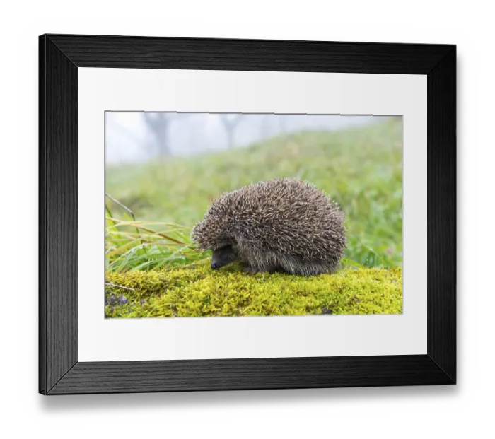 Framed Print : European hedgehog (Erinaceus europaeus) in autumn Framed Print : European hedgehog (Erinaceus europaeus) in autumn