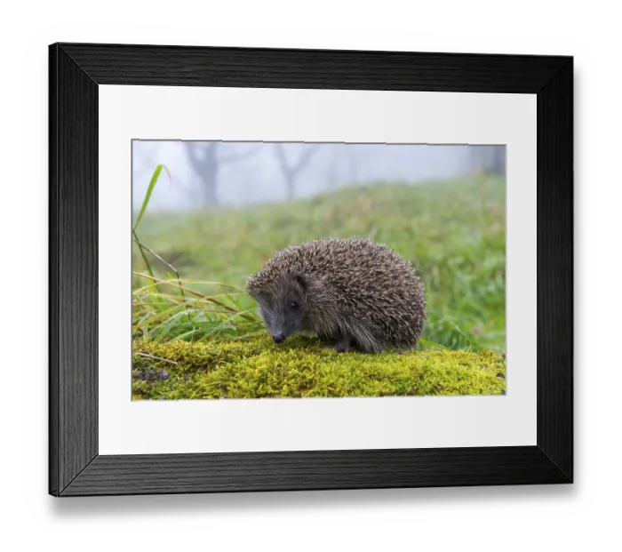 Framed Print : European hedgehog (Erinaceus europaeus) in autumn Framed Print : European hedgehog (Erinaceus europaeus) in autumn