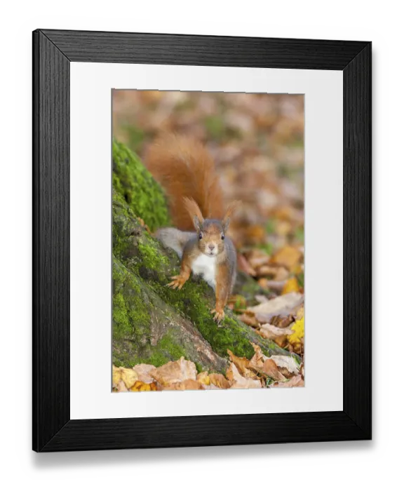 Framed Print : Eurasian red squirrel (Sciurus vulgaris) sitting on tree trunk Framed Print : Eurasian red squirrel (Sciurus vulgaris) sitting on tree trunk
