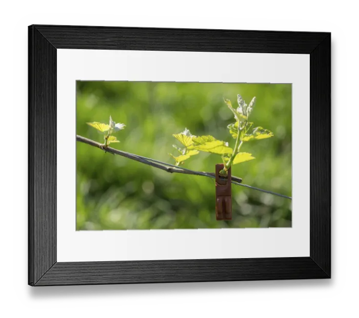 Framed Print : Pest control in the vineyard, young leaves of a grapevine in spring