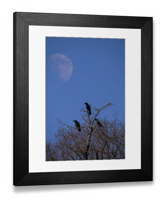 Framed Print : FOTOMONTAGE, calling crows on a tree