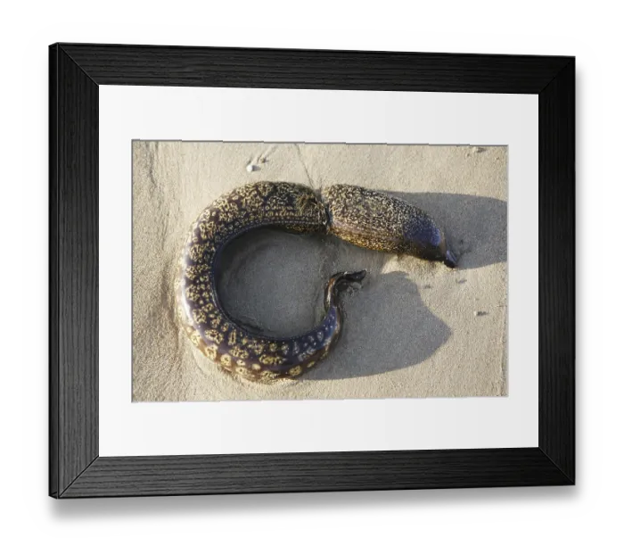 Framed Print : At a nylon cord perished moray (Muraenidae) Framed Print : At a nylon cord perished moray (Muraenidae)