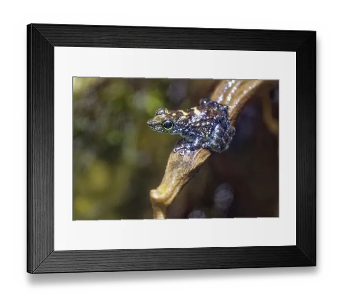 Framed Print : Winker frog (Staurois parvus), captive Framed Print : Winker frog (Staurois parvus), captive