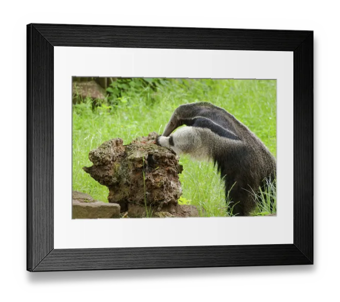 Framed Print : Giant anteater (Myrmecophaga tridactyla)