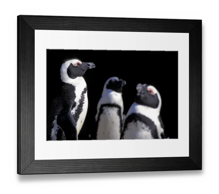 Framed Print : Three Penguins Framed Print : Three Penguins