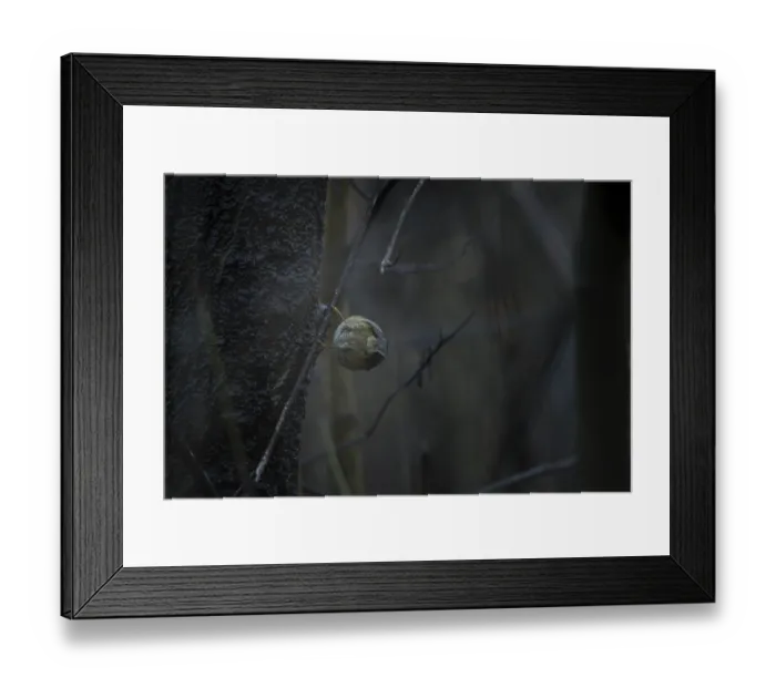 Framed Print : Winter Goldcrest (Regulus regulus) Framed Print : Winter Goldcrest (Regulus regulus)