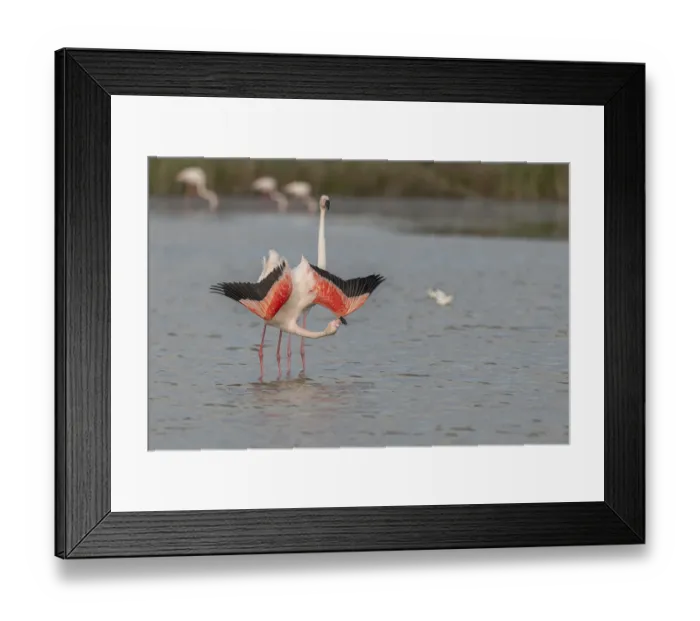 Framed Print : A flamingo opens its wings and highlights its magnificent plumage