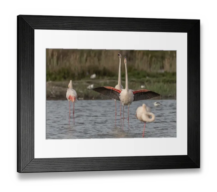 Framed Print : A flamingo opens its wings and highlights its magnificent plumage
