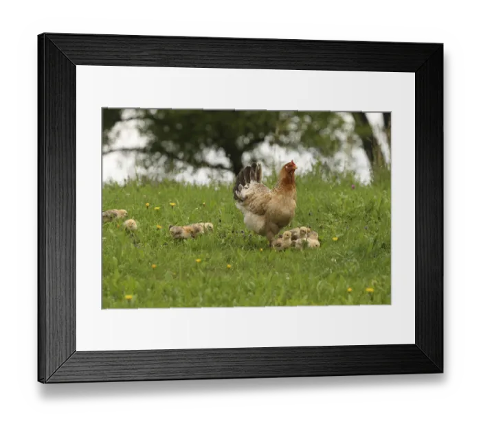 Framed Print : Domestic chicken with a few days old young ones looking for food in a meadow