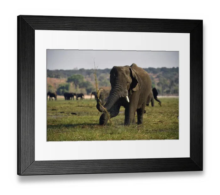 Framed Print : Elephant (Loxodonta africana), eating grass