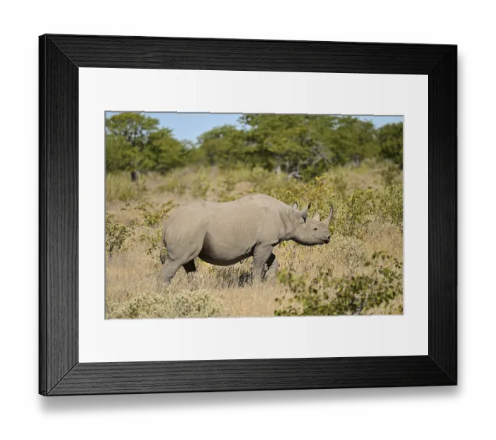 Framed Print : Black rhinoceros (Diceros bicornis) walking through the thorn savannah