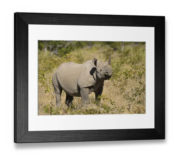 Framed Print : Black rhinoceros (Diceros bicornis) grazing in the thorn savannah Framed Print : Black rhinoceros (Diceros bicornis) grazing in the thorn savannah