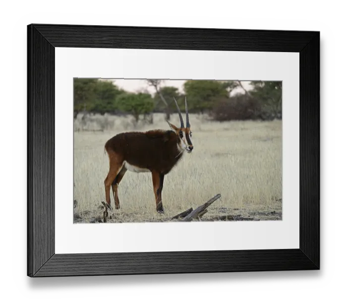 Framed Print : Young sable antilope (Hippotragus niger)