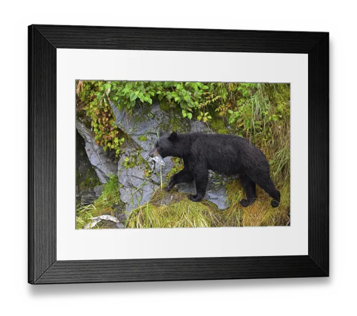 Framed Print : American Black Bear (Ursus americanus) climbing over rocks along the edge of the forest with a salmon in its mouth