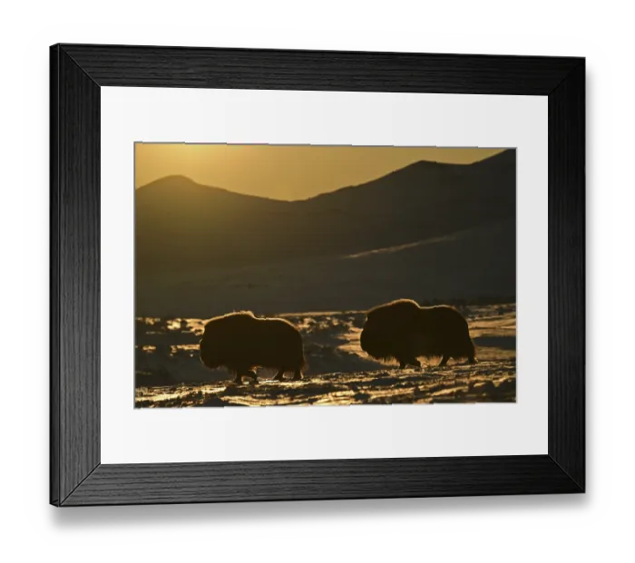 Framed Print : Two musk oxen (Ovibos moschatus) silhouetted in the snow at sunset