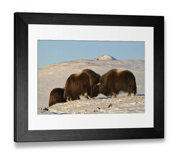 Framed Print : Musk oxen (Ovibos moschatus) head to head in the snow at sunrise