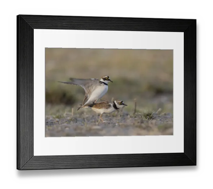 Framed Print : Common sandpiper at copula