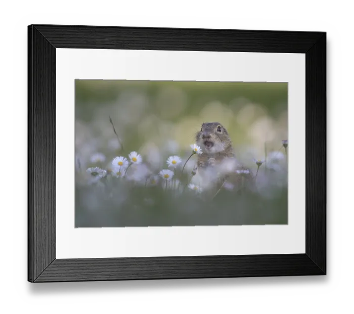 Framed Print : European ground squirrel (Spermophilus citellus) among daisies Framed Print : European ground squirrel (Spermophilus citellus) among daisies