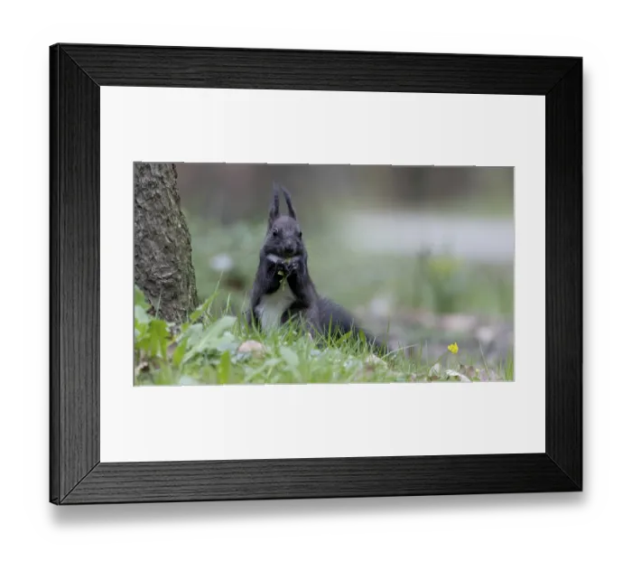 Framed Print : Eurasian red squirrel (Sciurus vulgaris) eating dandelion leaves on the ground