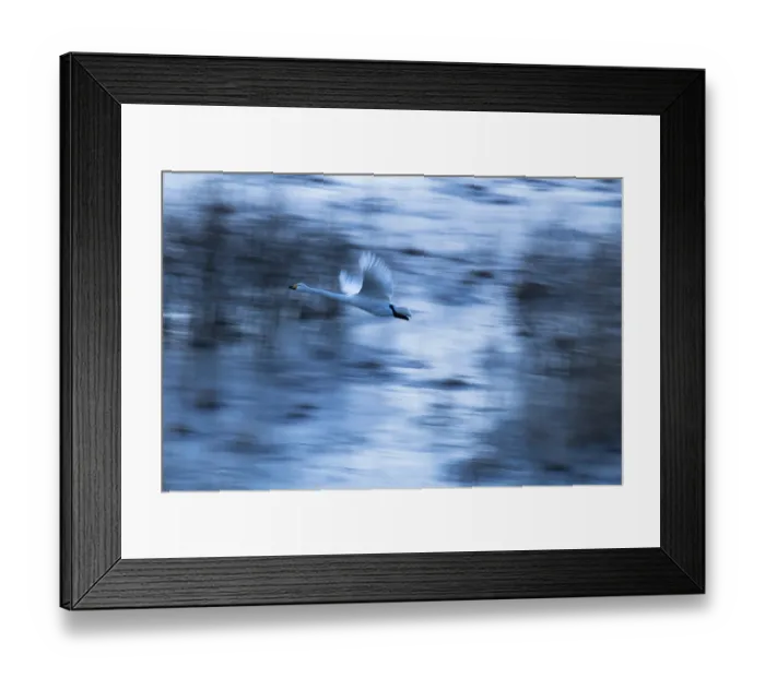 Framed Print : Whooper swan (Cygnus cygnus) in flight