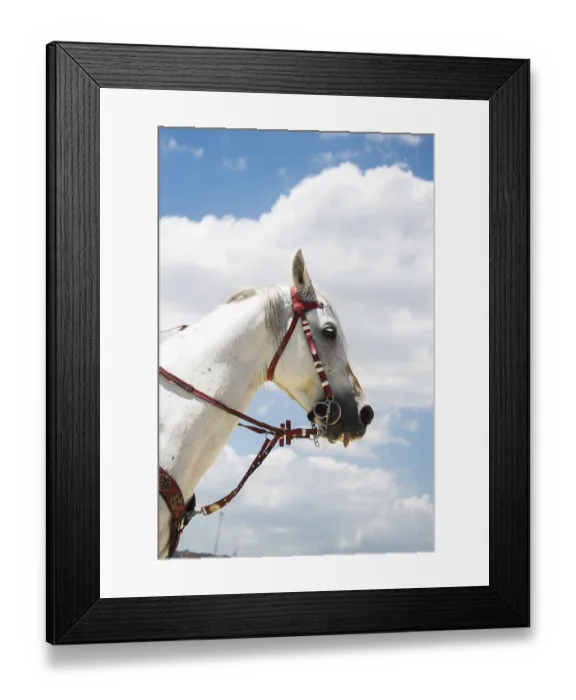 Framed Print : Head of a horse outdoors with partial harness in view Framed Print : Head of a horse outdoors with partial harness in view