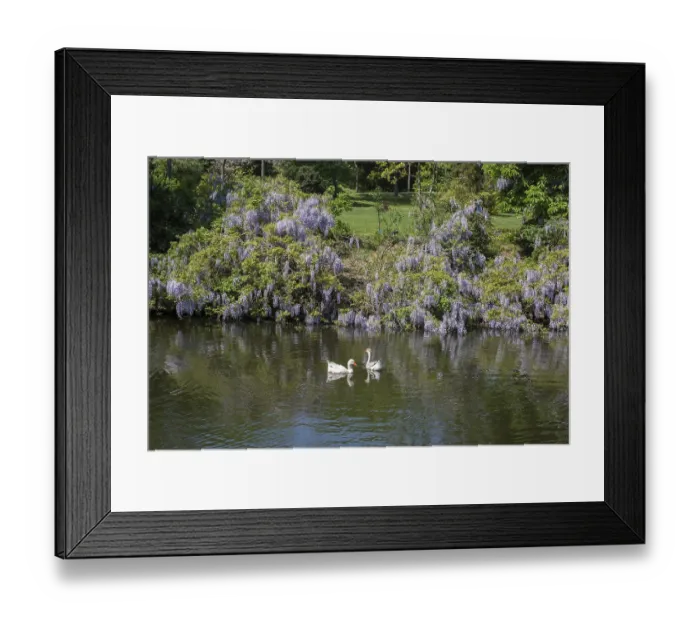 Framed Print : Lonely swans live in the natural environment Framed Print : Lonely swans live in the natural environment