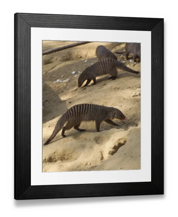 Framed Print : Banded mongoose as a Wild life animal walking on soil ground