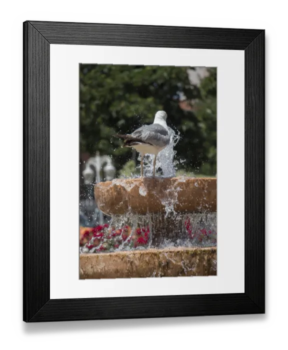 Framed Print : Seagull by the fountain in the rose garden