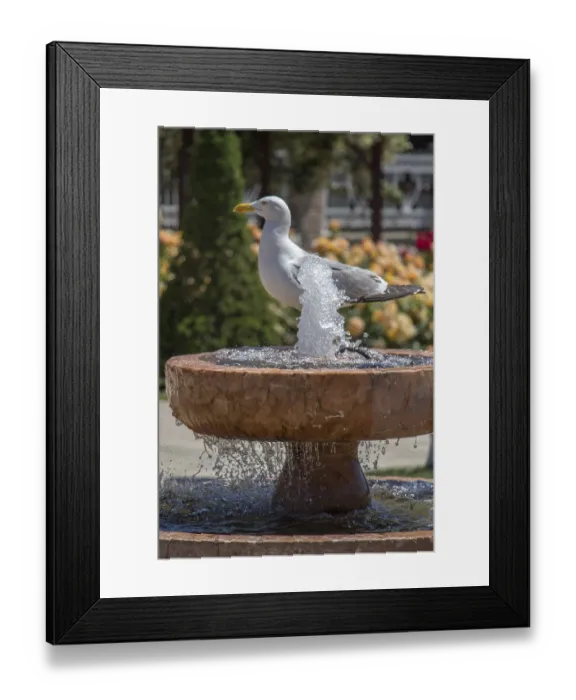 Framed Print : Seagull by the fountain in the rose garden