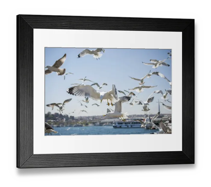 Framed Print : Flock of seagulls skying in the sky Framed Print : Flock of seagulls skying in the sky
