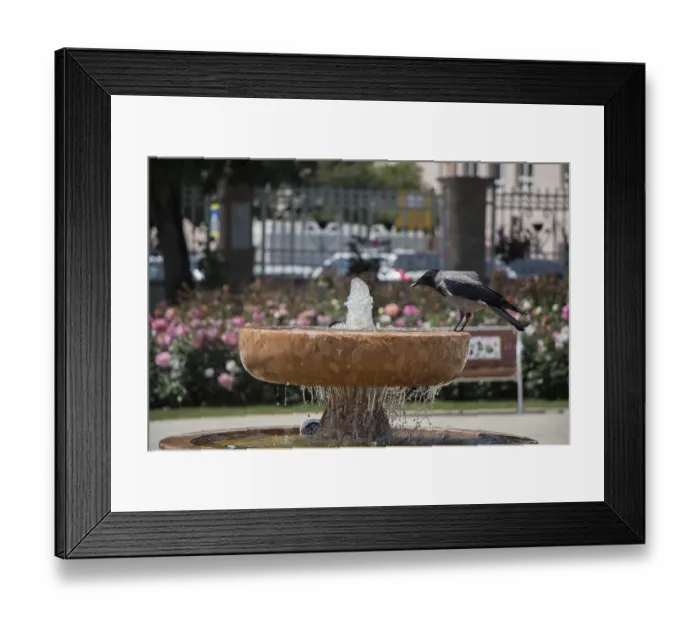 Framed Print : Crow by the side of gushing water in the rose garden Framed Print : Crow by the side of gushing water in the rose garden
