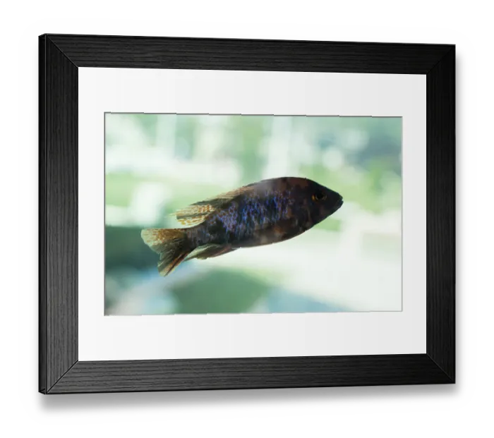 Framed Print : Beautiful colorful fish swims in the aquarium environment Framed Print : Beautiful colorful fish swims in the aquarium environment