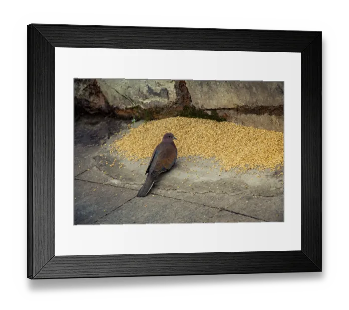Framed Print : Cute bird as an image of Wildlife and nature