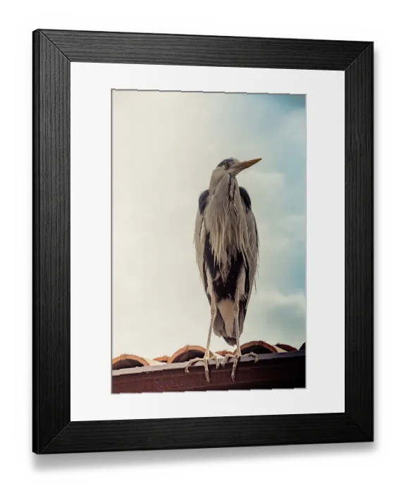 Framed Print : Cute bird as an image of Wildlife and nature Framed Print : Cute bird as an image of Wildlife and nature