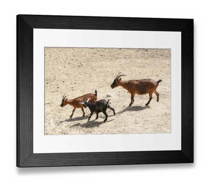Framed Print : Young goat walking on the soil background Framed Print : Young goat walking on the soil background