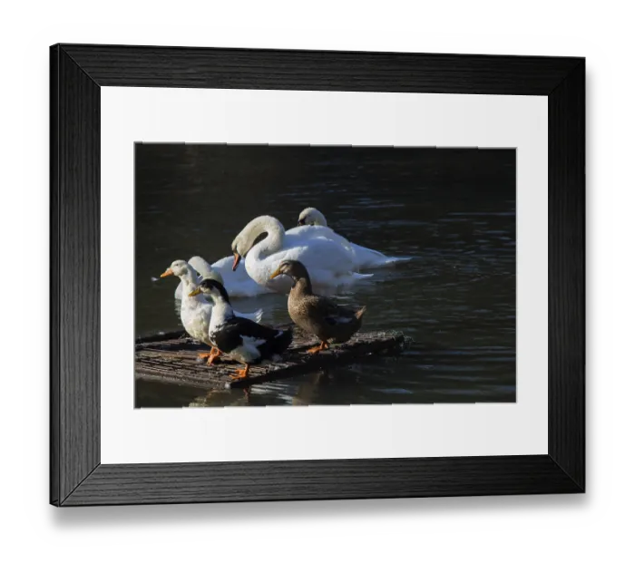 Framed Print : Swans and ducks live in the natural environment