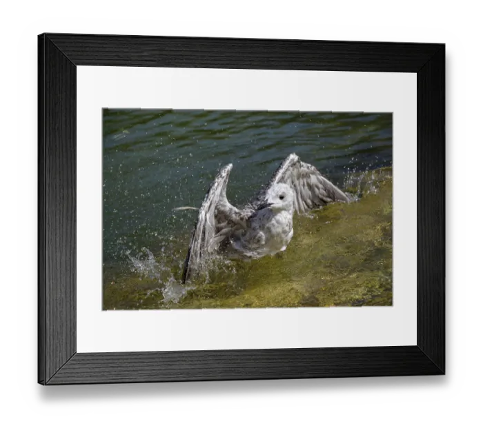 Framed Print : Single seagull in having a bath in the pond