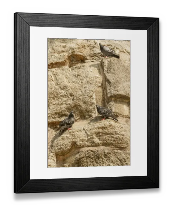 Framed Print : Lonely bird lives in the natural environment