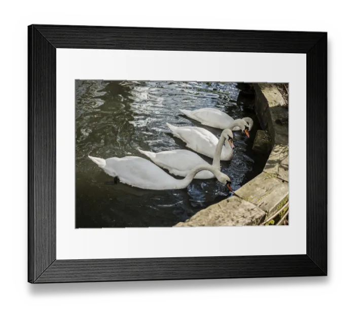Framed Print : Lovely white swan live in the natural environment